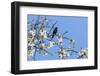 Blackbird (Turdus merula) male in singing in spring, Bavaria, Germany, April-Konrad Wothe-Framed Photographic Print