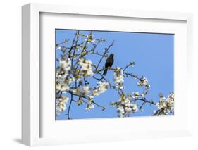 Blackbird (Turdus merula) male in singing in spring, Bavaria, Germany, April-Konrad Wothe-Framed Photographic Print