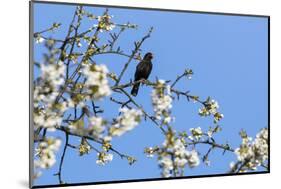 Blackbird (Turdus merula) male in singing in spring, Bavaria, Germany, April-Konrad Wothe-Mounted Photographic Print