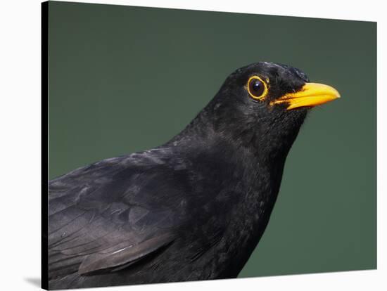 Blackbird (Turdus Merula) Male, Portrait, Pusztaszer, Hungary, May 2008-Varesvuo-Stretched Canvas