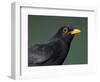 Blackbird (Turdus Merula) Male, Portrait, Pusztaszer, Hungary, May 2008-Varesvuo-Framed Photographic Print