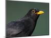 Blackbird (Turdus Merula) Male, Portrait, Pusztaszer, Hungary, May 2008-Varesvuo-Mounted Photographic Print