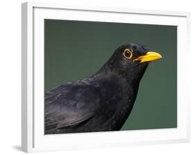 Blackbird (Turdus Merula) Male, Portrait, Pusztaszer, Hungary, May 2008-Varesvuo-Framed Photographic Print