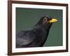 Blackbird (Turdus Merula) Male, Portrait, Pusztaszer, Hungary, May 2008-Varesvuo-Framed Photographic Print