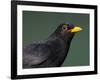 Blackbird (Turdus Merula) Male, Portrait, Pusztaszer, Hungary, May 2008-Varesvuo-Framed Photographic Print