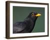 Blackbird (Turdus Merula) Male, Portrait, Pusztaszer, Hungary, May 2008-Varesvuo-Framed Photographic Print