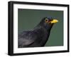 Blackbird (Turdus Merula) Male, Portrait, Pusztaszer, Hungary, May 2008-Varesvuo-Framed Photographic Print