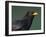 Blackbird (Turdus Merula) Male, Portrait, Pusztaszer, Hungary, May 2008-Varesvuo-Framed Photographic Print