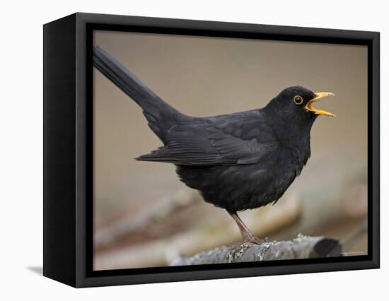 Blackbird (Turdus Merula) Male Singing, Helsinki, Finland-Markus Varesvuo-Framed Stretched Canvas