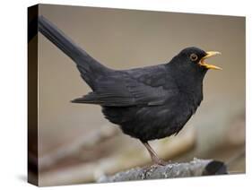 Blackbird (Turdus Merula) Male Singing, Helsinki, Finland-Markus Varesvuo-Stretched Canvas