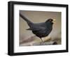 Blackbird (Turdus Merula) Male Singing, Helsinki, Finland-Markus Varesvuo-Framed Premium Photographic Print