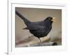 Blackbird (Turdus Merula) Male Singing, Helsinki, Finland-Markus Varesvuo-Framed Photographic Print