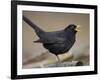 Blackbird (Turdus Merula) Male Singing, Helsinki, Finland-Markus Varesvuo-Framed Photographic Print