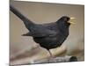 Blackbird (Turdus Merula) Male Singing, Helsinki, Finland-Markus Varesvuo-Mounted Photographic Print