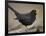 Blackbird (Turdus Merula) Male Singing, Helsinki, Finland-Markus Varesvuo-Framed Photographic Print