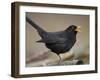 Blackbird (Turdus Merula) Male Singing, Helsinki, Finland-Markus Varesvuo-Framed Photographic Print