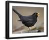 Blackbird (Turdus Merula) Male Singing, Helsinki, Finland-Markus Varesvuo-Framed Photographic Print