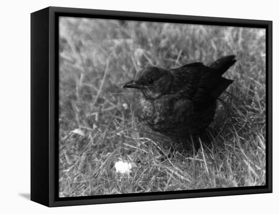 Blackbird-null-Framed Stretched Canvas