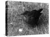 Blackbird-null-Stretched Canvas