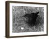 Blackbird-null-Framed Photographic Print