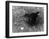 Blackbird-null-Framed Photographic Print