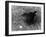 Blackbird-null-Framed Photographic Print