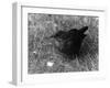 Blackbird-null-Framed Photographic Print