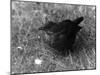 Blackbird-null-Mounted Photographic Print