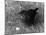 Blackbird-null-Mounted Photographic Print