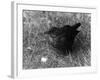 Blackbird-null-Framed Photographic Print