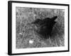 Blackbird-null-Framed Photographic Print