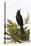 Blackbird-English-Stretched Canvas