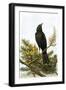 Blackbird-English-Framed Giclee Print