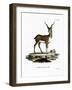 Blackbuck-null-Framed Giclee Print