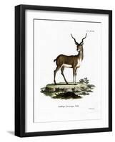 Blackbuck-null-Framed Giclee Print