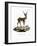 Blackbuck-null-Framed Giclee Print