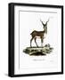 Blackbuck-null-Framed Giclee Print