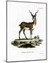 Blackbuck-null-Mounted Giclee Print