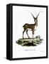Blackbuck-null-Framed Stretched Canvas