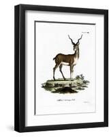 Blackbuck-null-Framed Premium Giclee Print
