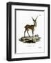 Blackbuck-null-Framed Premium Giclee Print
