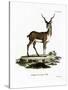 Blackbuck-null-Stretched Canvas