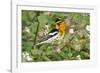 Blackburnian Warbler Bird Adult Male Foraging for Insects in Lantana Garden-Larry Ditto-Framed Photographic Print