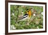 Blackburnian Warbler Bird Adult Male Foraging for Insects in Lantana Garden-Larry Ditto-Framed Photographic Print