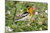 Blackburnian Warbler Bird Adult Male Foraging for Insects in Lantana Garden-Larry Ditto-Mounted Photographic Print