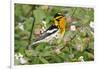 Blackburnian Warbler Bird Adult Male Foraging for Insects in Lantana Garden-Larry Ditto-Framed Photographic Print