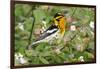 Blackburnian Warbler Bird Adult Male Foraging for Insects in Lantana Garden-Larry Ditto-Framed Photographic Print