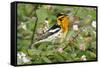 Blackburnian Warbler Bird Adult Male Foraging for Insects in Lantana Garden-Larry Ditto-Framed Stretched Canvas