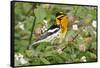 Blackburnian Warbler Bird Adult Male Foraging for Insects in Lantana Garden-Larry Ditto-Framed Stretched Canvas