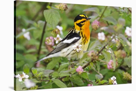 Blackburnian Warbler Bird Adult Male Foraging for Insects in Lantana Garden-Larry Ditto-Stretched Canvas